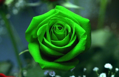 Hoa hồng màu xanh lá cây	